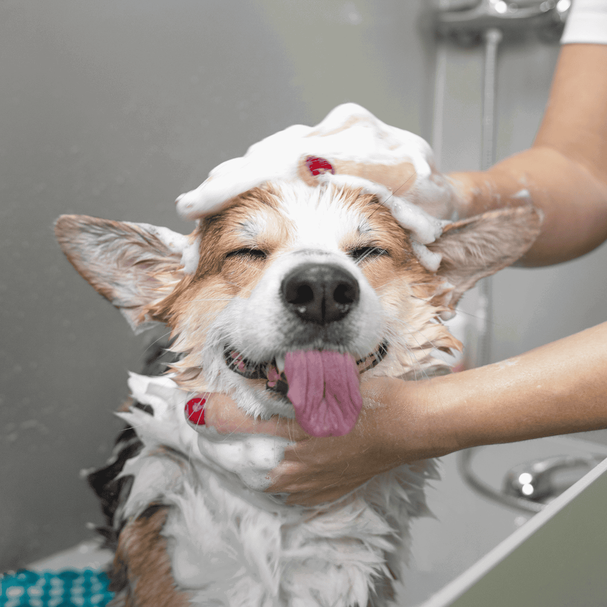 Happy dog enjoying bath time.