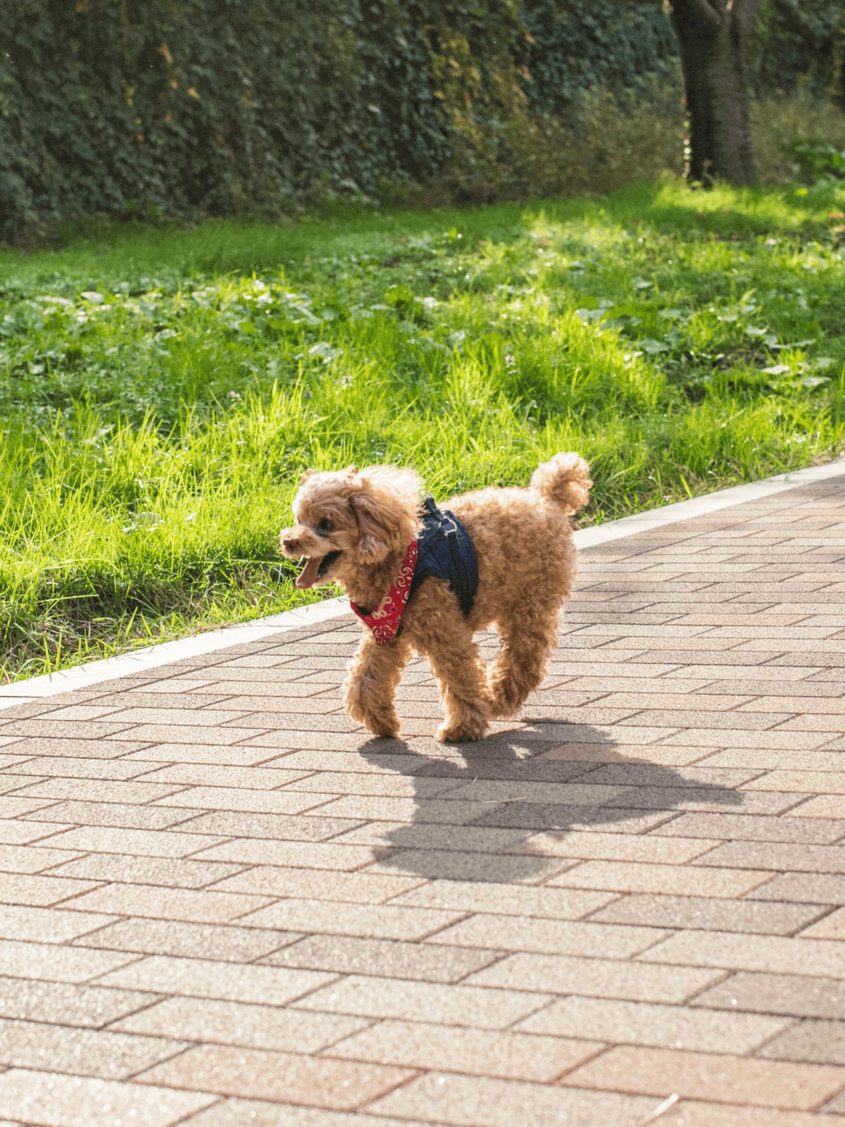 Adorable small poodle wearing a harness on a scenic park walk.