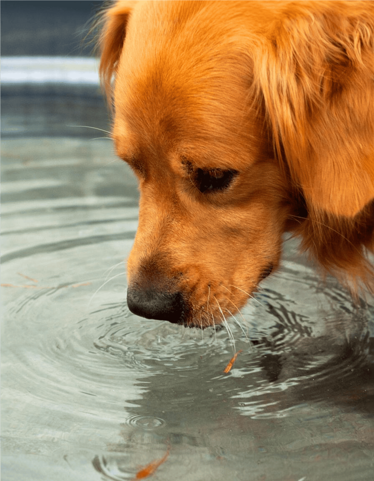 Dog drinking water from a pond, outdoor adventure, pet hydration, golden retriever, nature.
