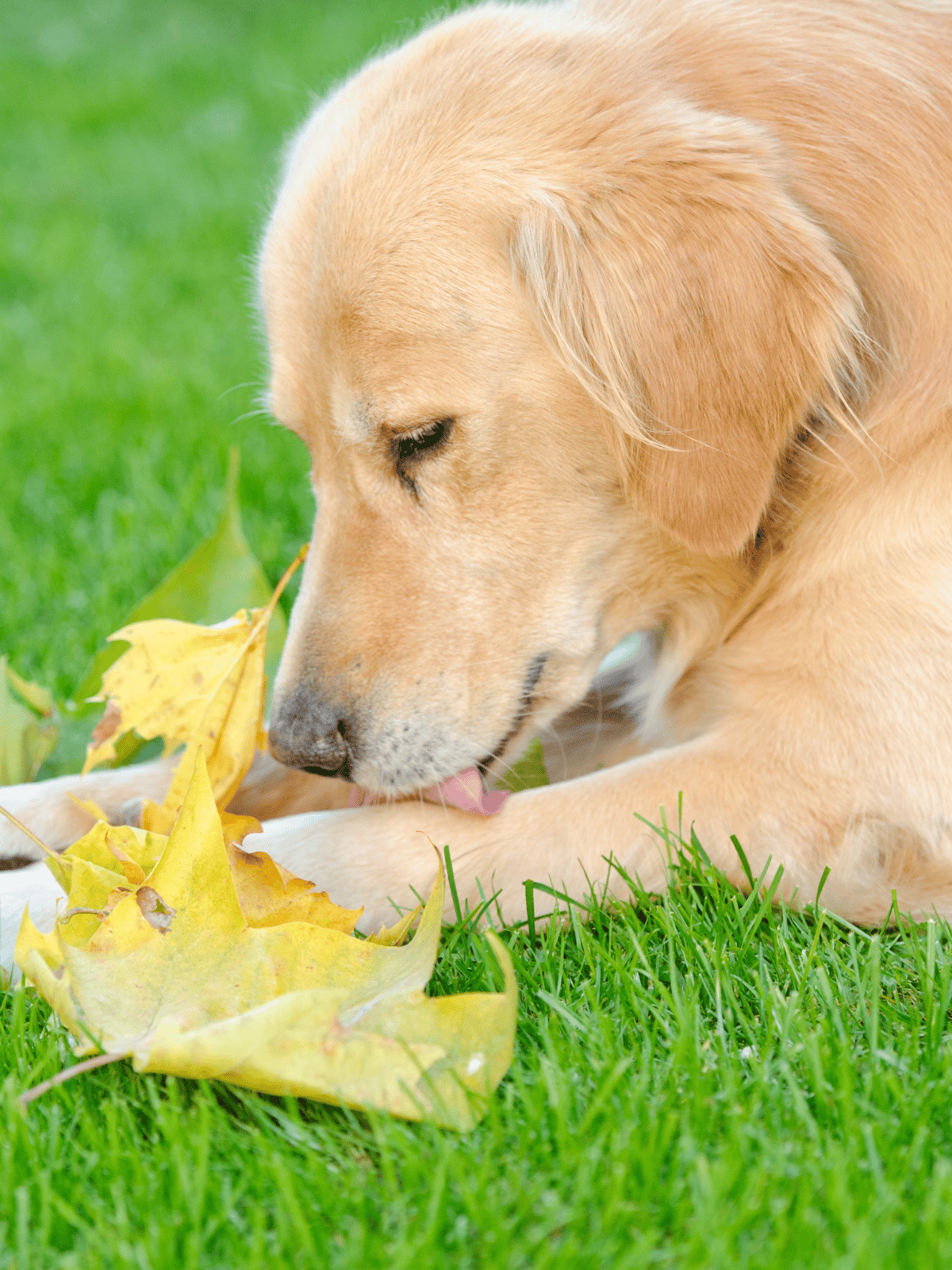 Cute golden retriever puppy with yellow leaves on green grass, adorable pet playing outside.