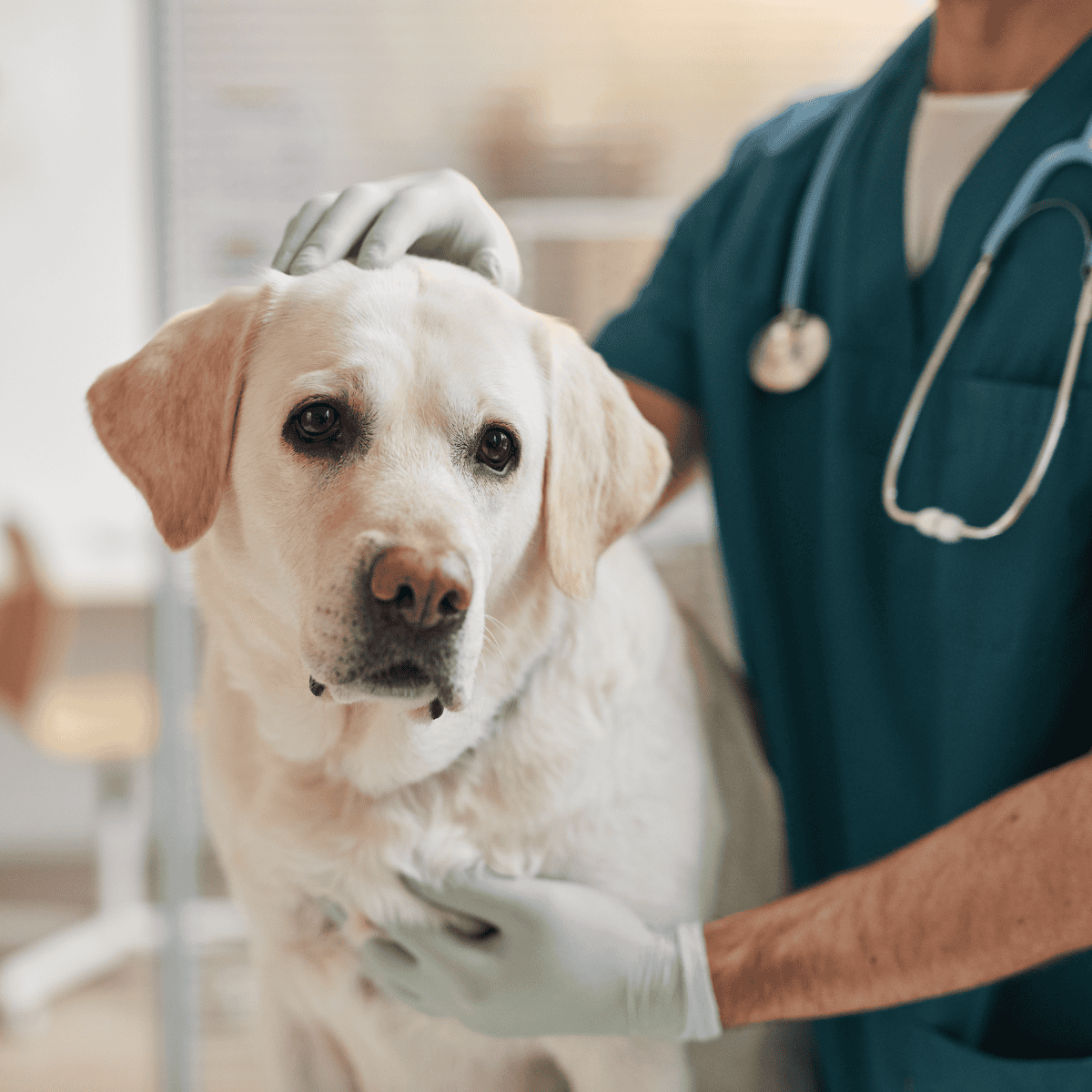 Vet examining a Labrador Retriever for health check, veterinary care at a pet clinic.