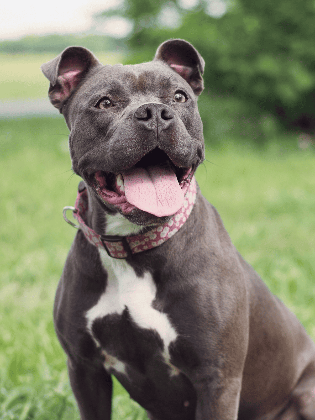 Adorable gray and white English Bulldog with a happy expression outdoors.