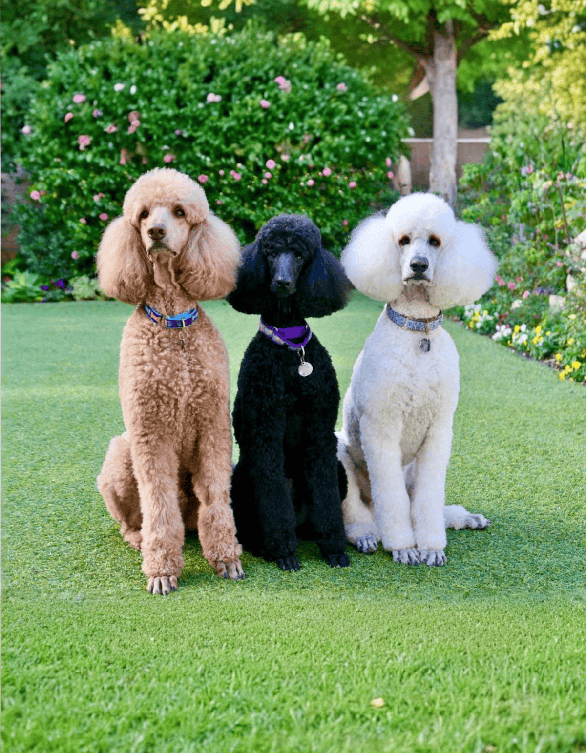 Adorable poodles in various colors sitting on a vibrant green lawn with a colorful garden behind them.