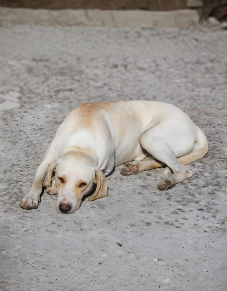 Adorable light-colored dog lying on a rough outdoor surface.