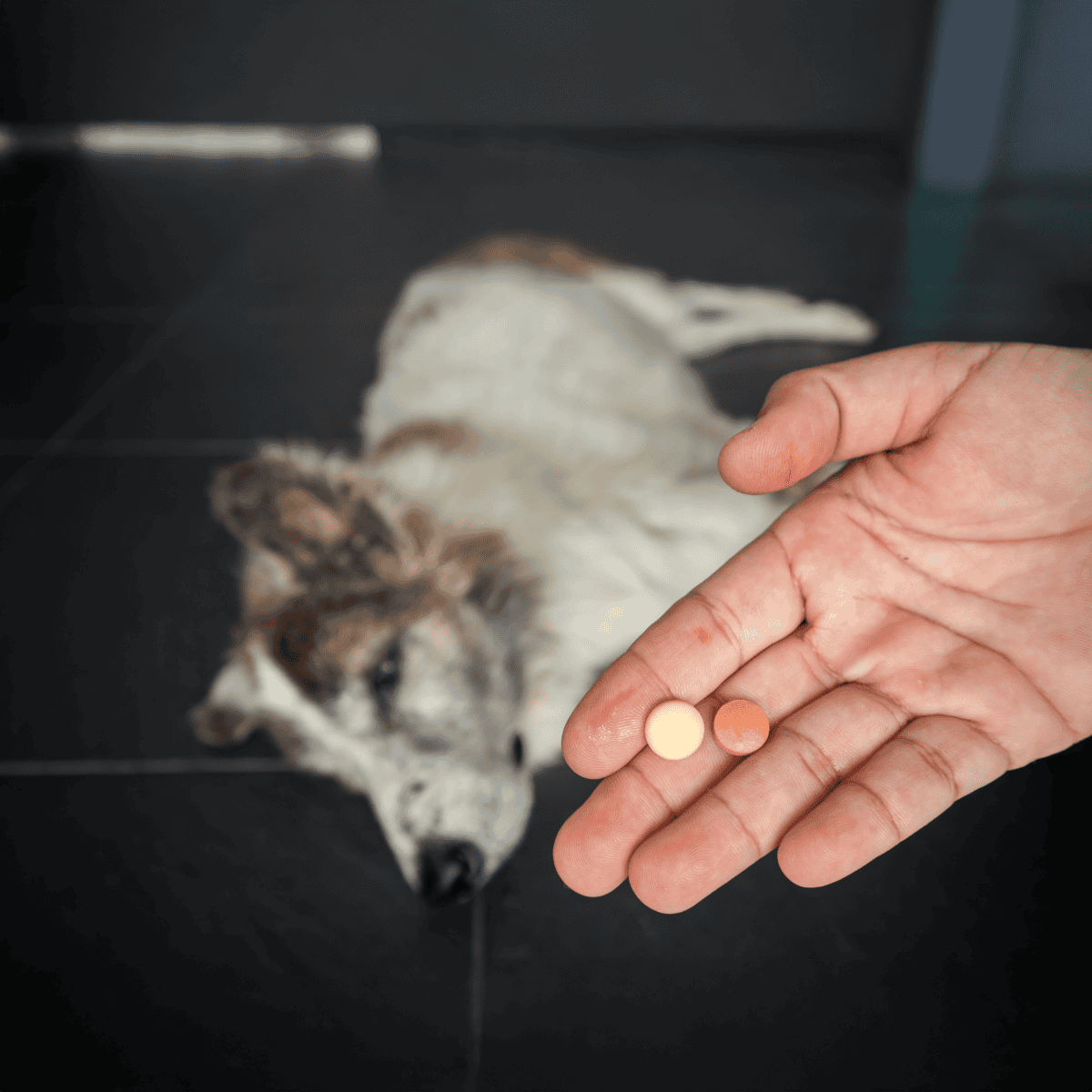 Dog medications and supplements for pet health and wellness on Dogfix.com.