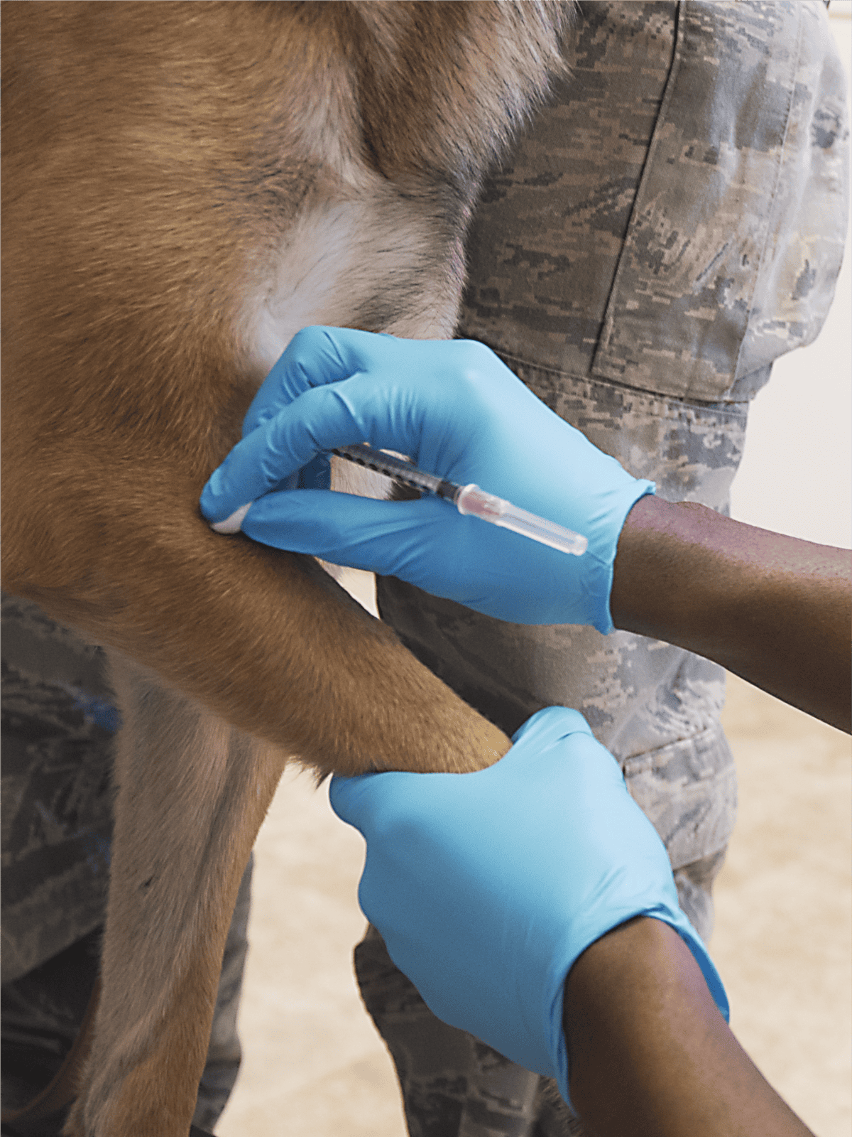 Dog vaccination appointment with vet in a clinic setting.