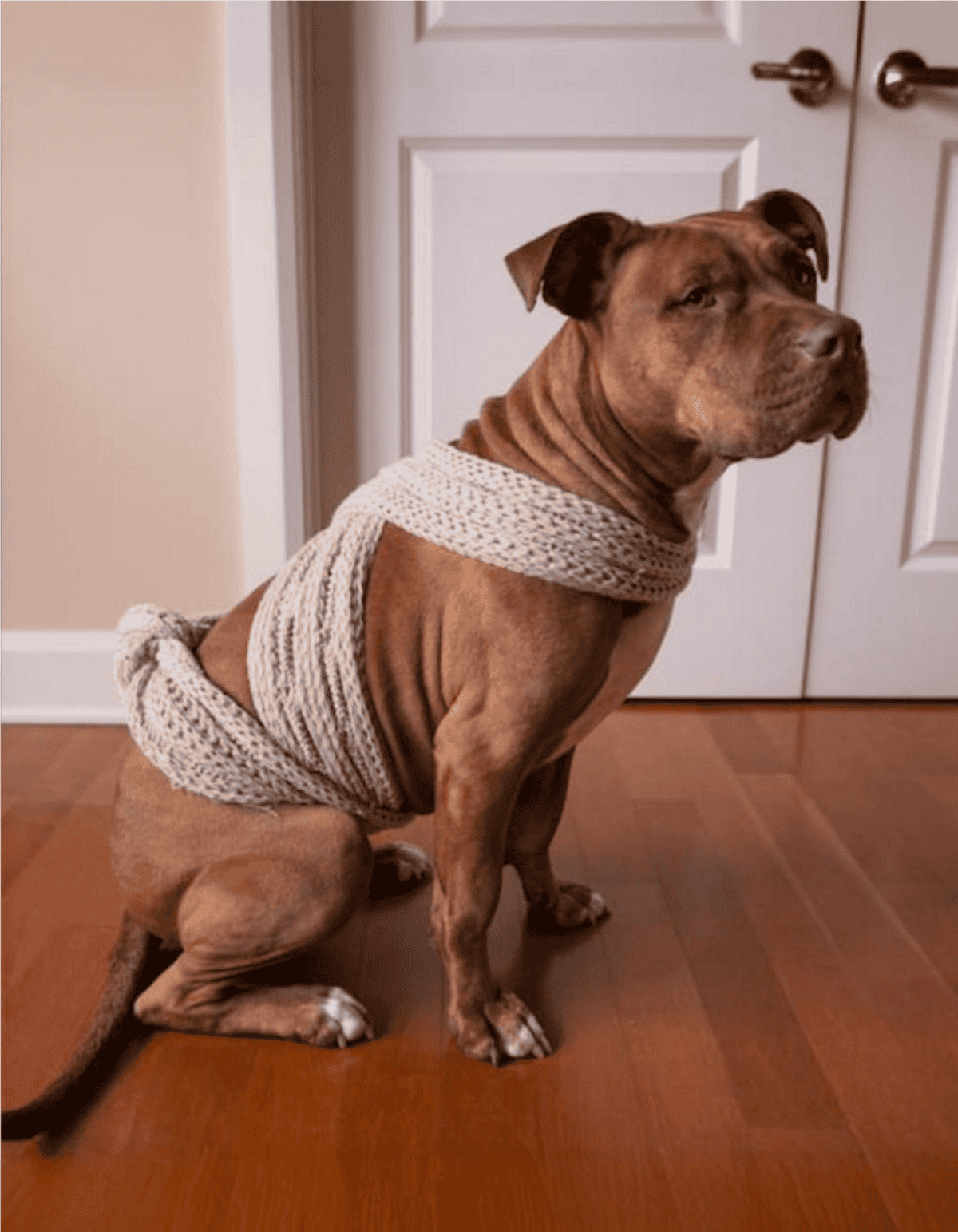 Adorable dog wearing a cozy knit sweater and matching bottom, sitting on wooden floor near closet door.