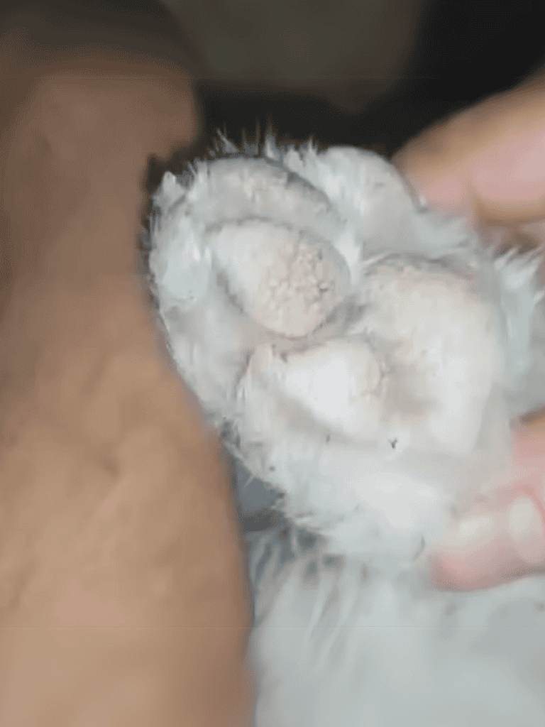 Close-up of a dog's paw being brushed with grooming powder, emphasizing pet hygiene and grooming.