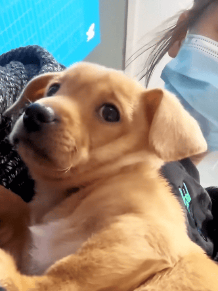Adorable puppy receiving veterinary care at a pet health clinic.