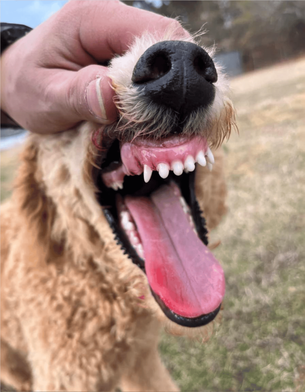 Dog with wide-open mouth, teeth, tongue visible, happy expression, outdoor setting.