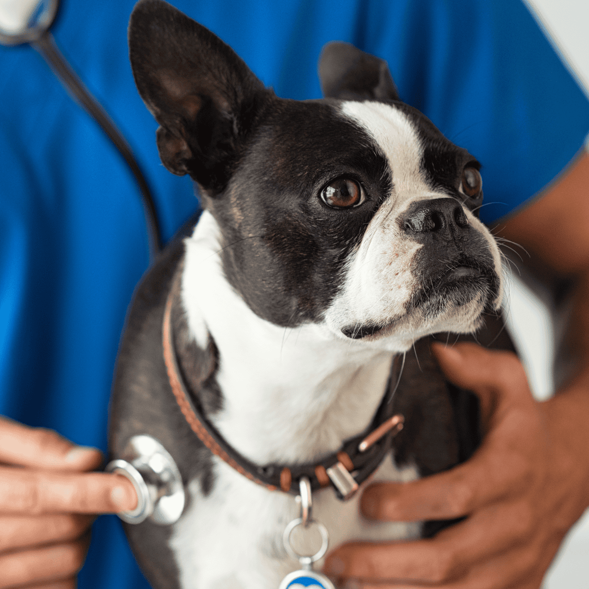 Healthy dog at vet visit.