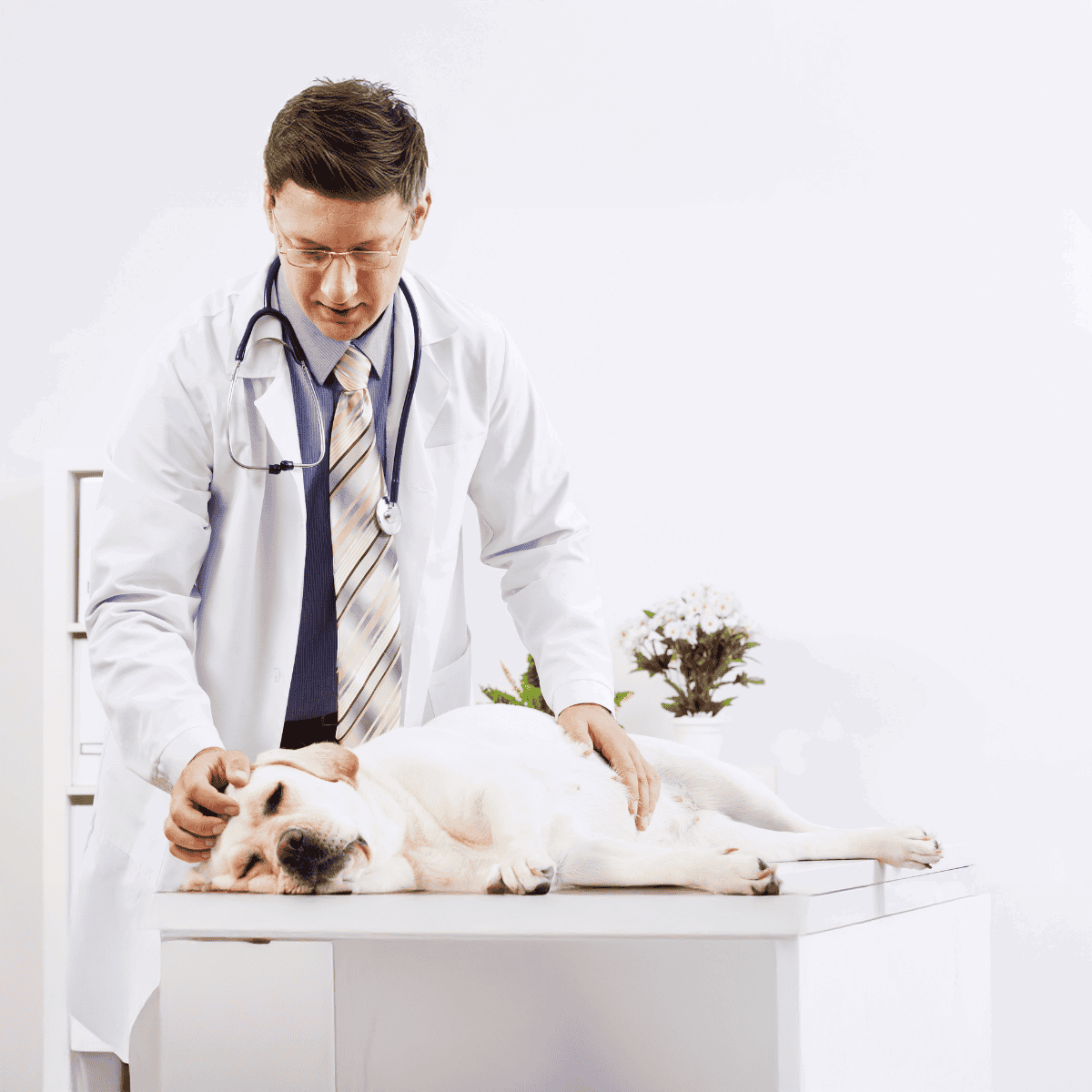 Vet examining a relaxed dog on an examination table, ensuring proper health and safety.