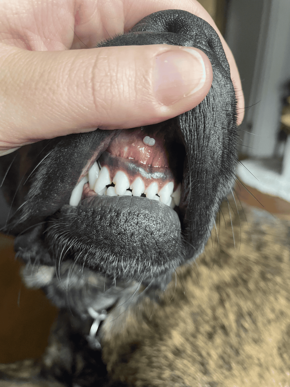 Close-up of a dog's open mouth showing teeth and gum health recovery.