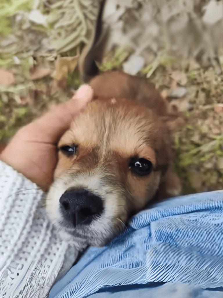 Puppy lying on ground, close-up of adorable dog’s face, outdoor pet photo, perfect for dog care and pet bonding content.