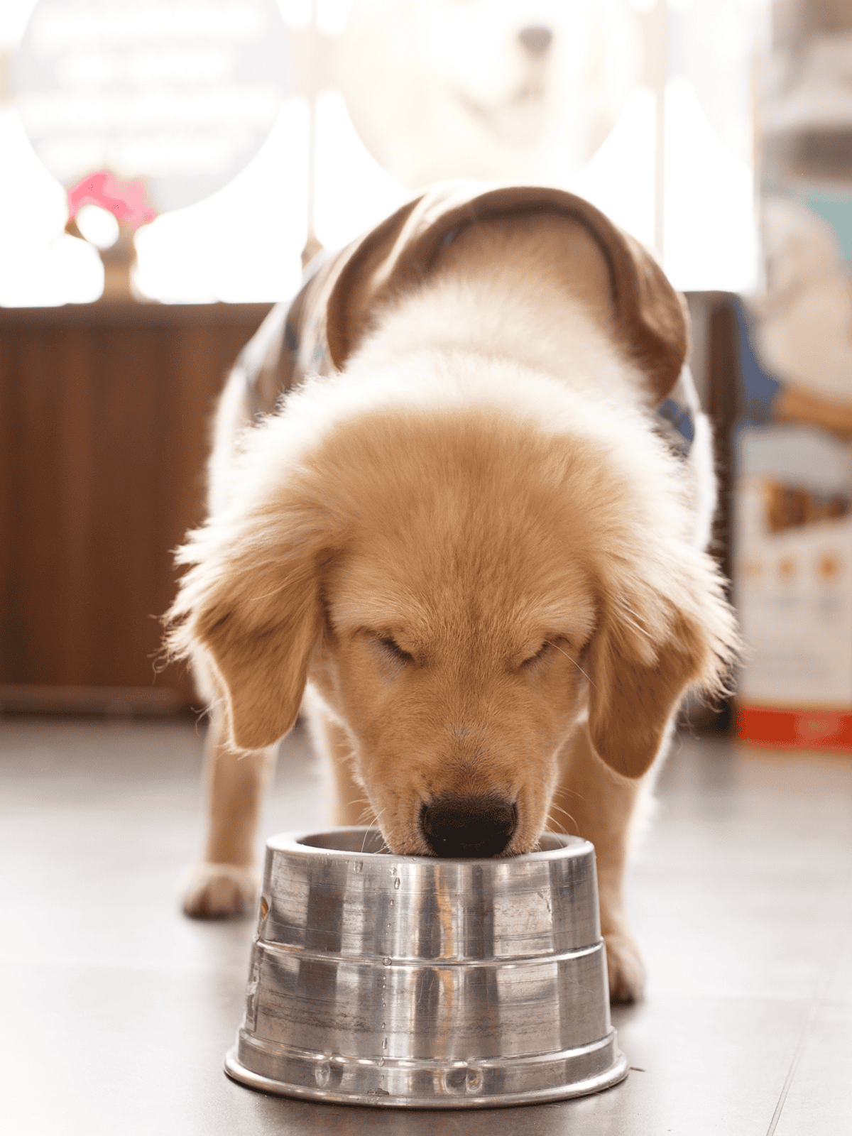 Adorable golden retriever puppy enjoying meal from a shiny metal dish.