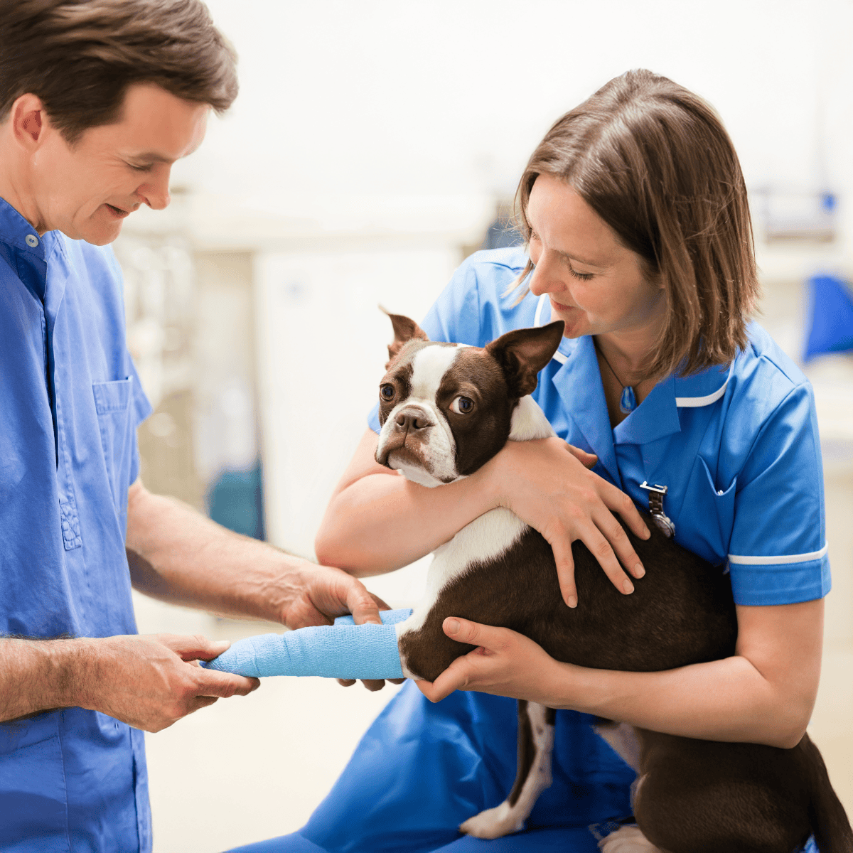 Happy veterinary staff attending Boston Terrier with bandage, animal hospital care.