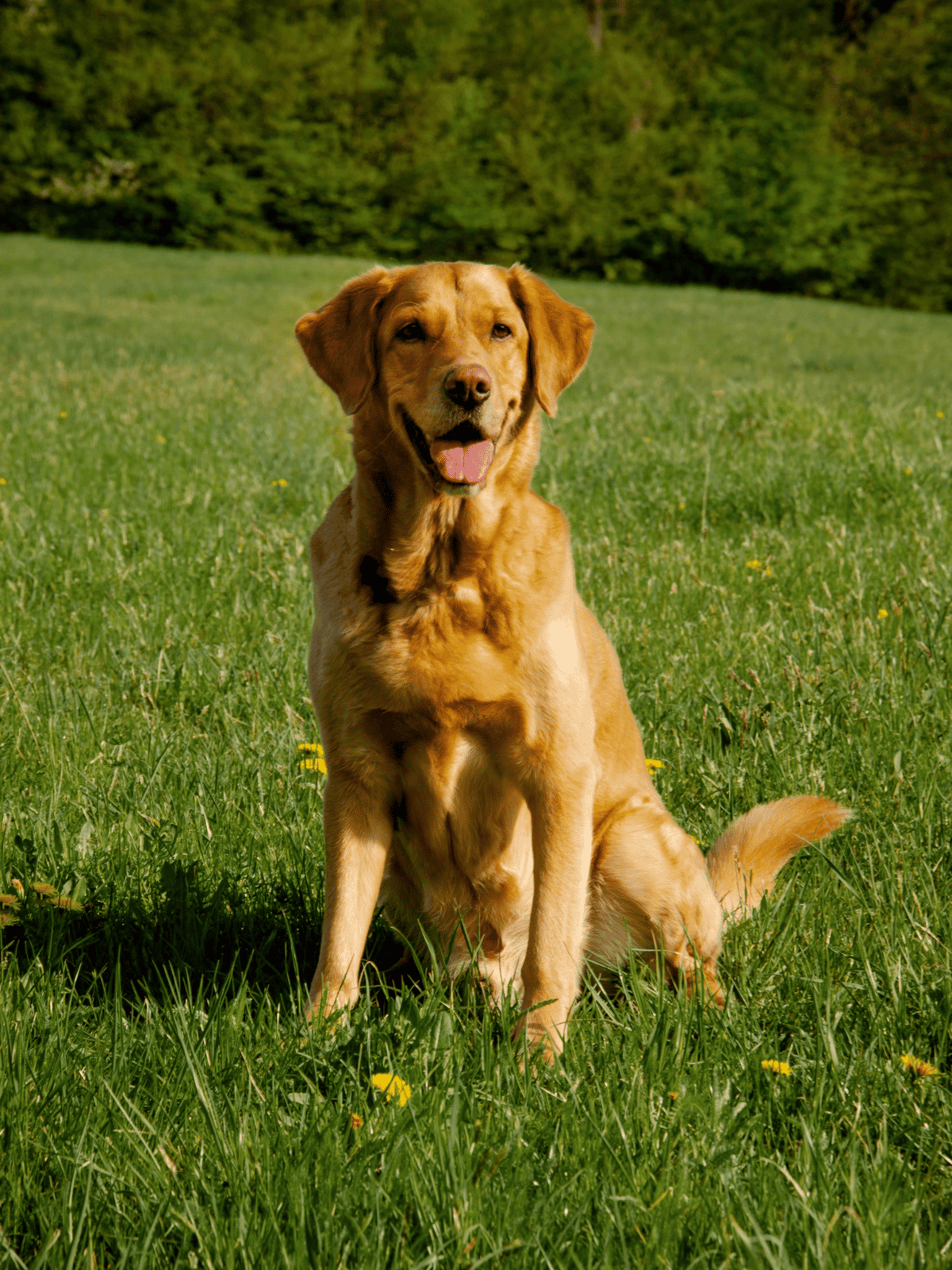 Dog sitting in lush green grassy field, enjoying outdoor activity.