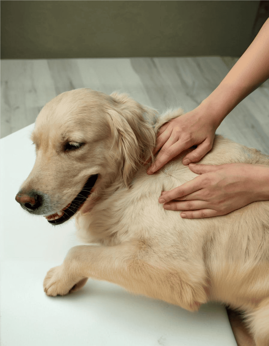 Dog receiving professional massage therapy for relaxation and wellness.