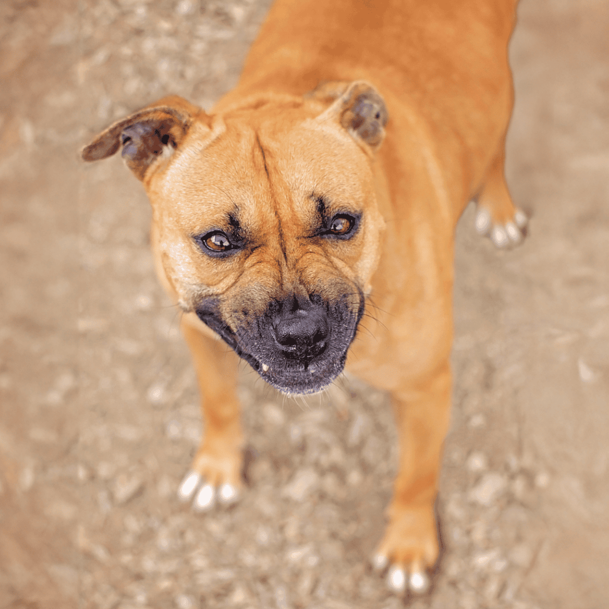 Dog care services for healthy and happy dogs — expert grooming and veterinary care at Dogfix.com.