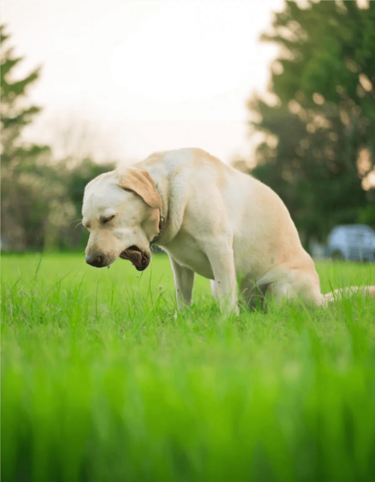 Labrador Retriever in a lush green field, enjoying the outdoors, perfect for dog care and outdoor activity themes.