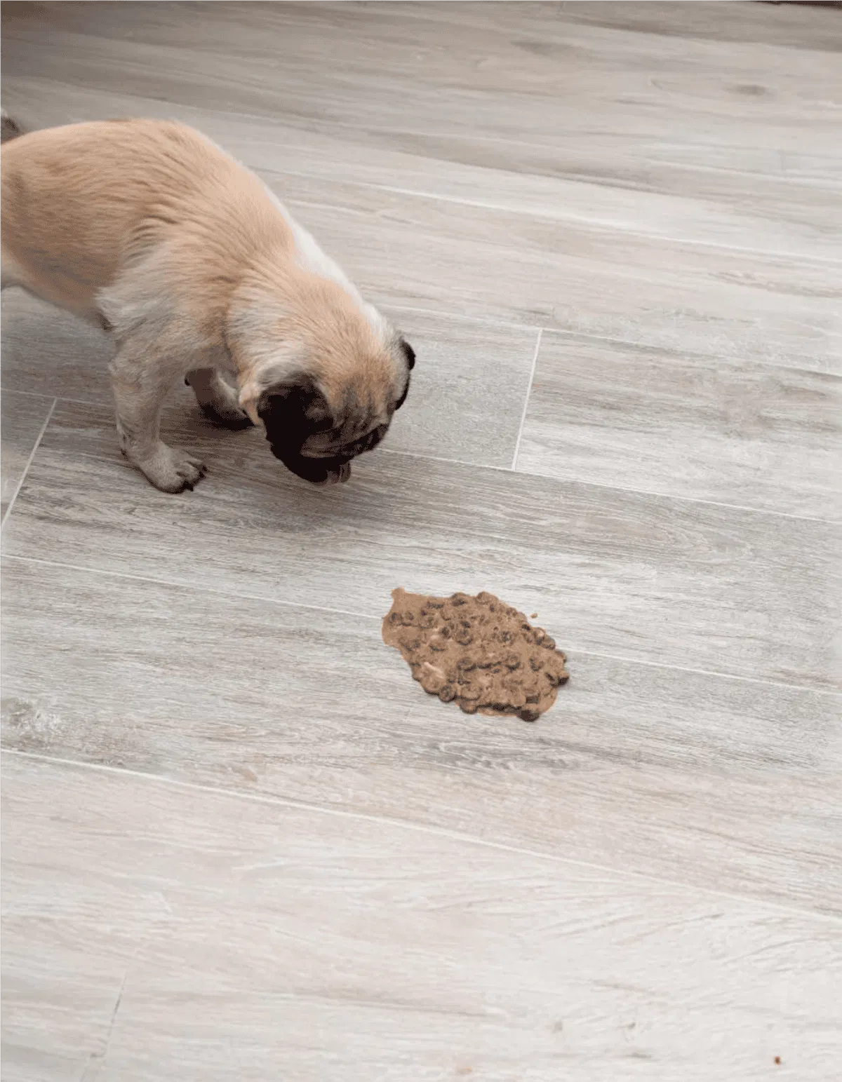 Adorable puppy inspecting dog feces on wooden floor.