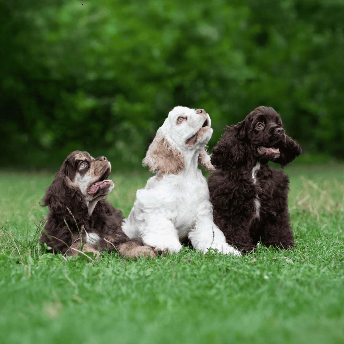 Adorable English Cocker Spaniel puppies sitting on green grass outdoors, with lush trees in background.