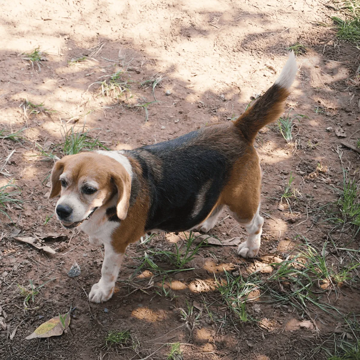 Adorable beagle dog walking outdoors on a dirt trail with green grass and shadows.