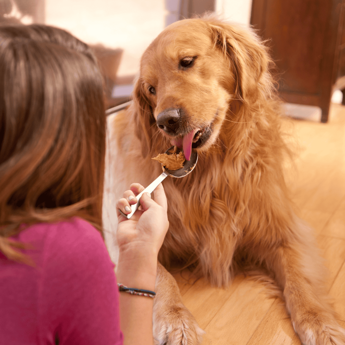 Happy dog enjoying treats with owner indoors.