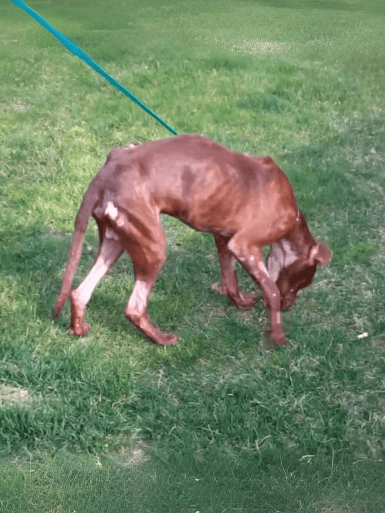 Playful brown puppy exploring grass outdoors.
