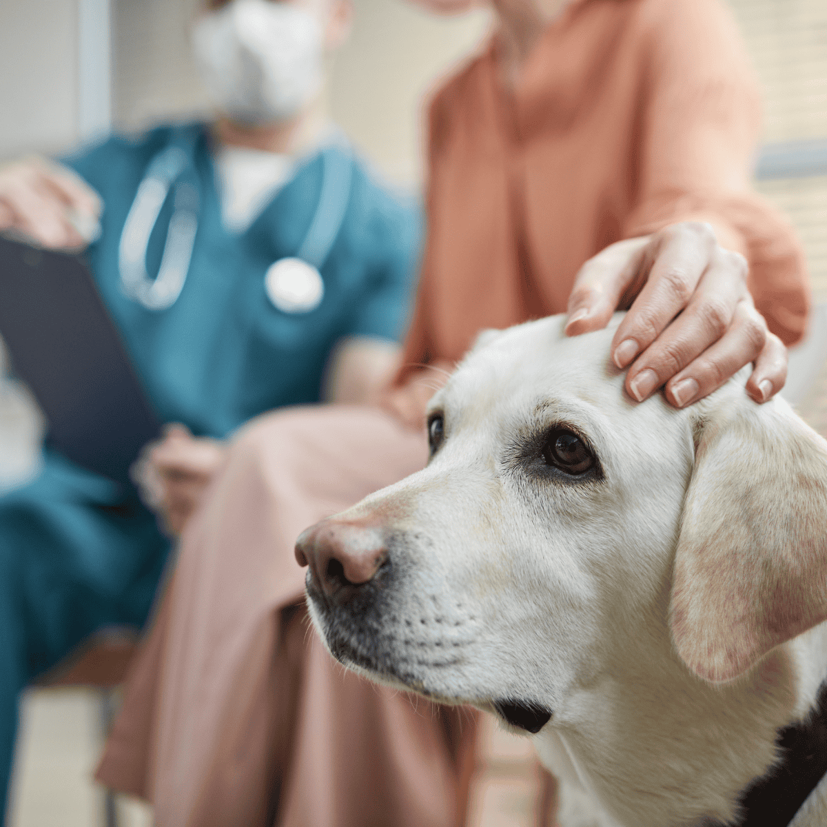 Close-up of a Labrador Retriever receiving gentle head petting from a caring veterinarian, emphasizing professional pet healthcare services.