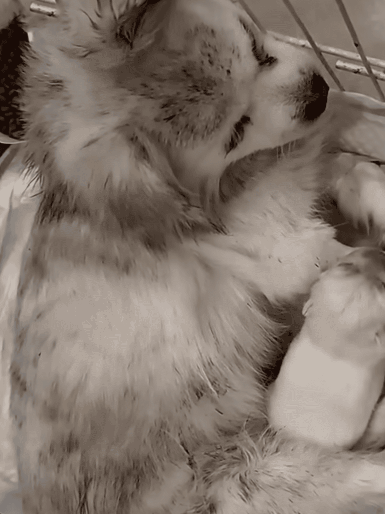 Husky mother nursing her tiny newborn puppy in a cozy setting.