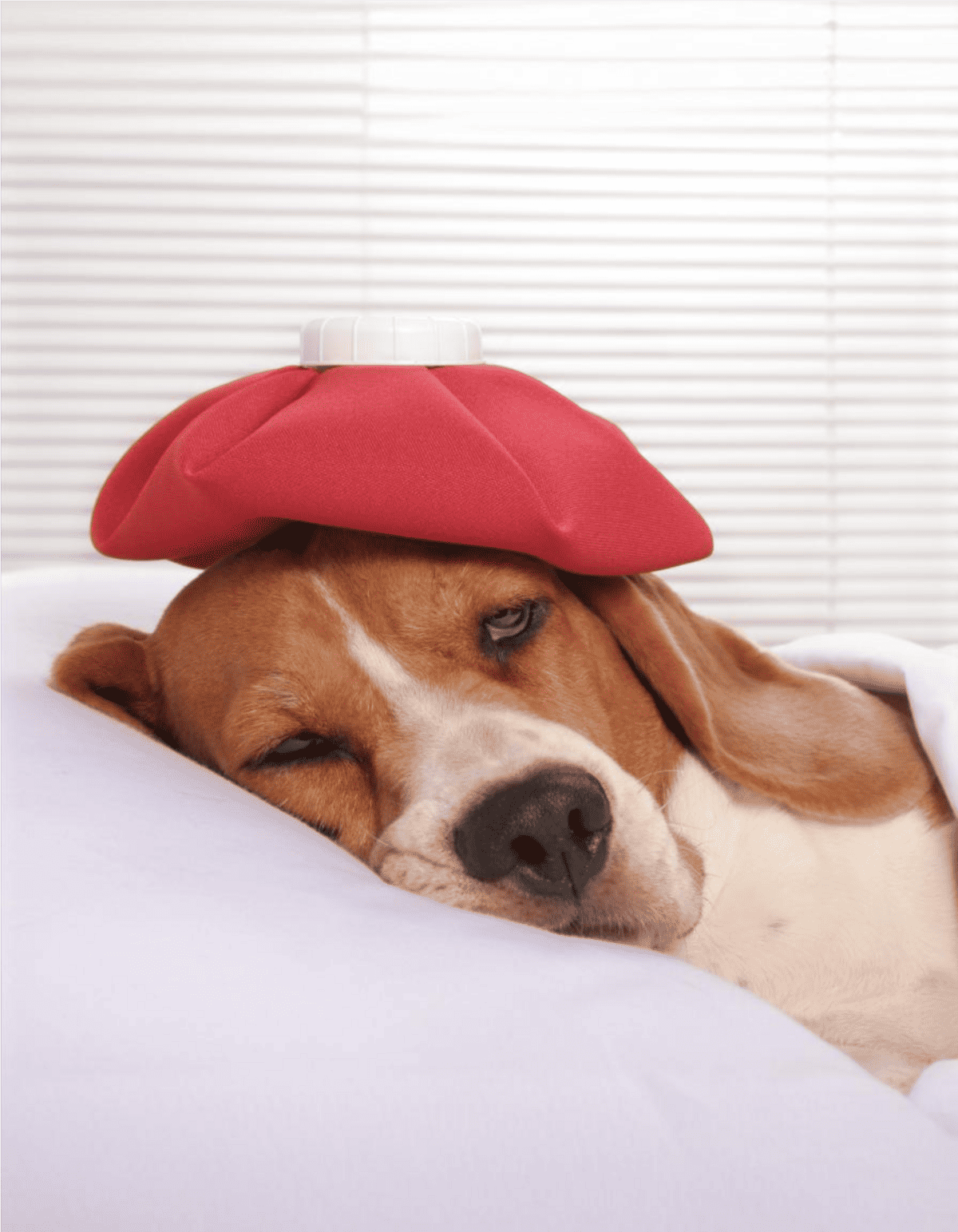 Dog with cold pack on head, resting and feeling unwell.