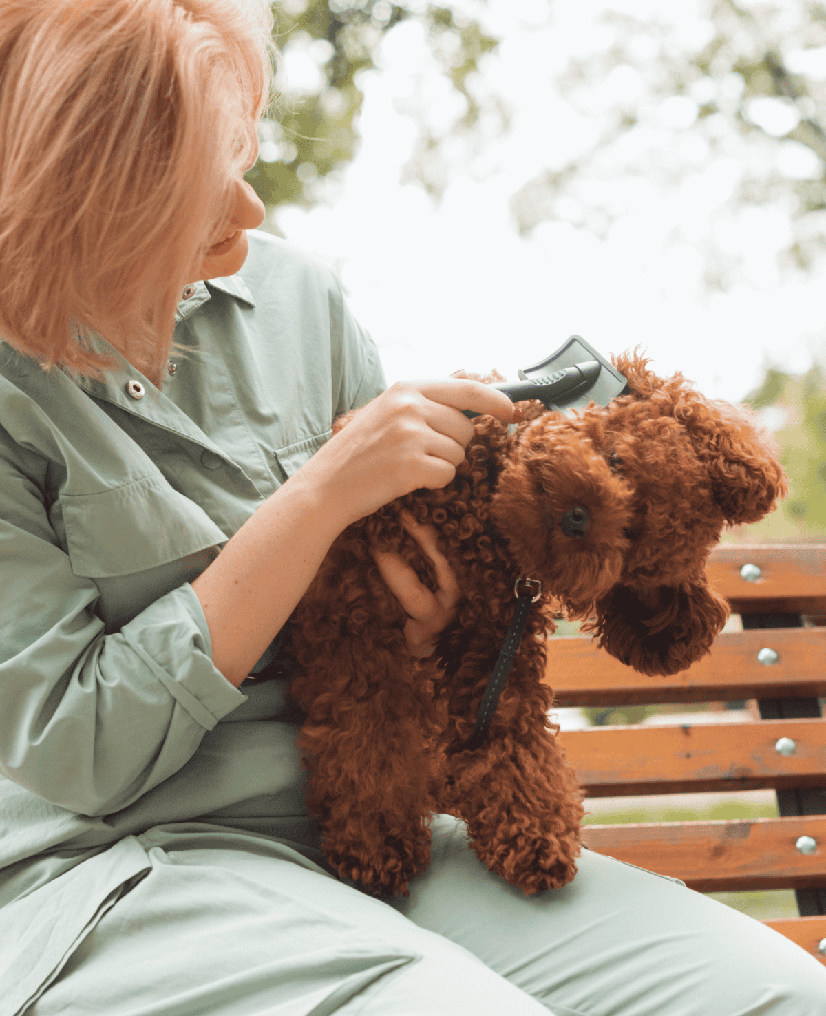 Dog grooming, pet care, professional grooming, dog spa, grooming services.