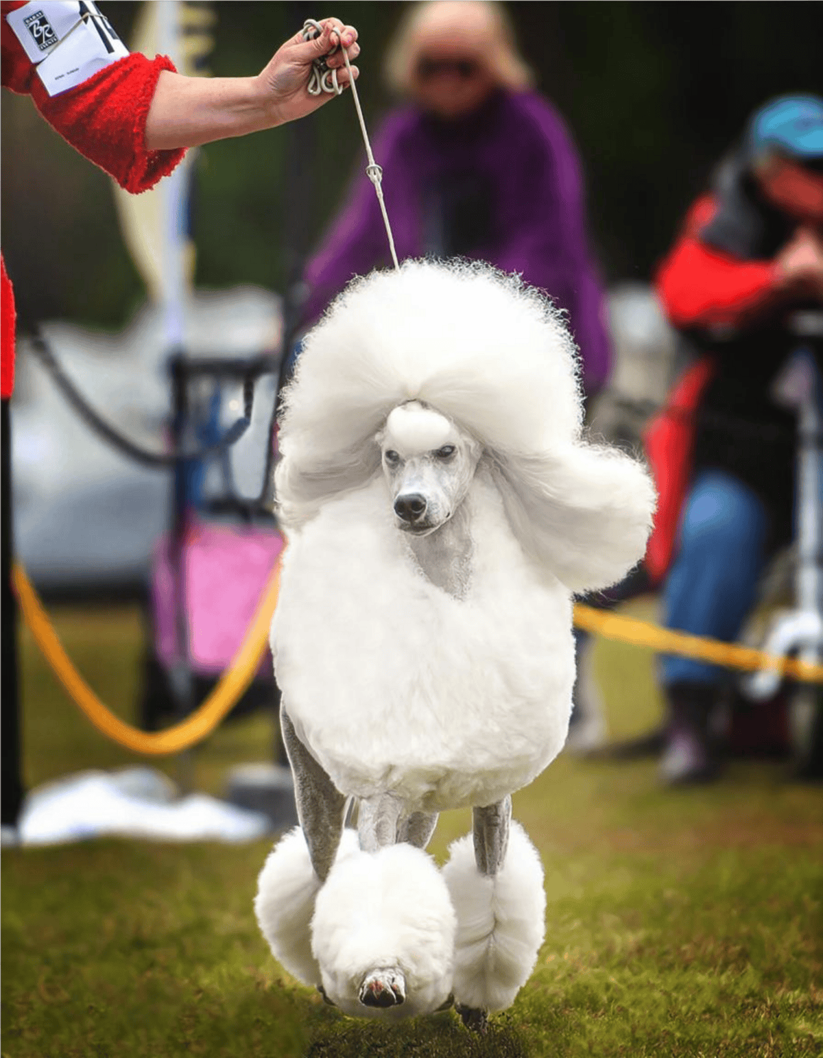Well-groomed poodle walking on grass, judged at a dog grooming contest.