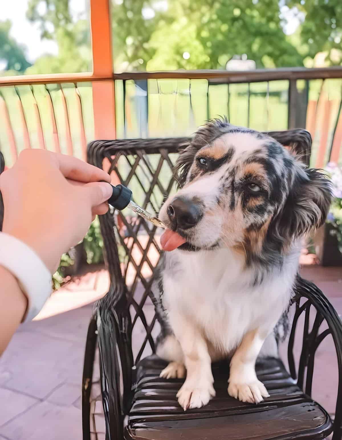 Dog lick dropper, friendly Australian Shepherd dog eating supplement or medicine.