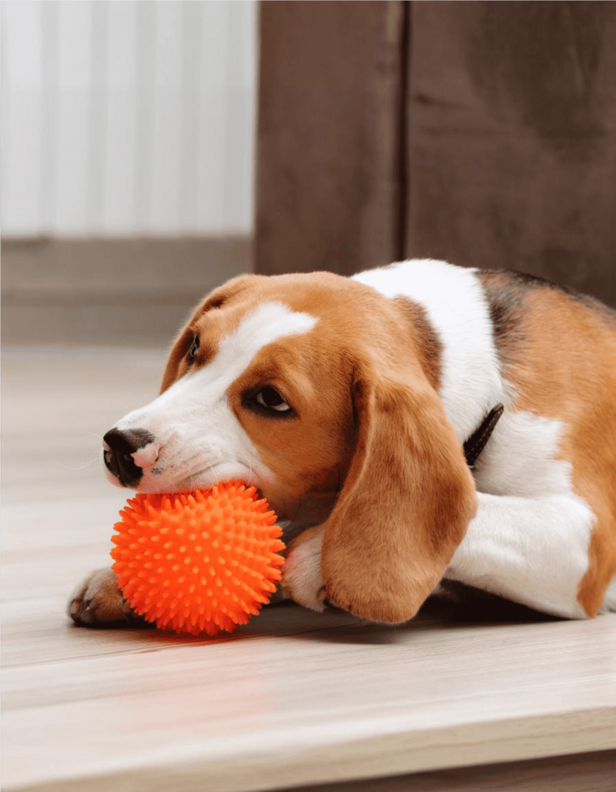 Cute beagle puppy chewing textured orange rubber ball.
