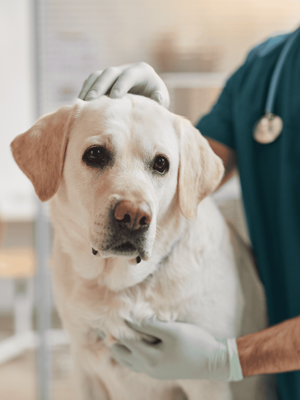 Dog health checkup, veterinarian inspecting friendly Labrador Retriever for wellness.