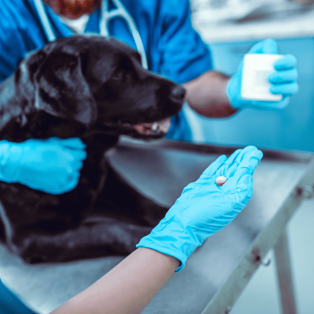 A veterinarian examining a black dog at the clinic, performing a health checkup for pets with precision and care.