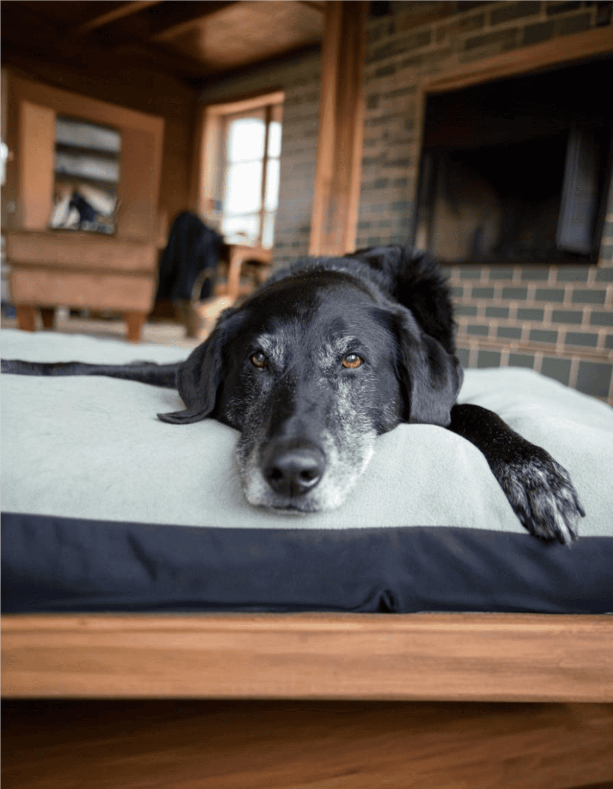 Comfortable dog bed with soft surface for pets' relaxation.
