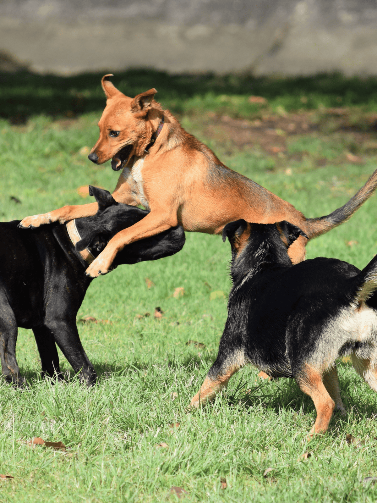 Adorable puppies engaging in playful fight outdoors on green grass.