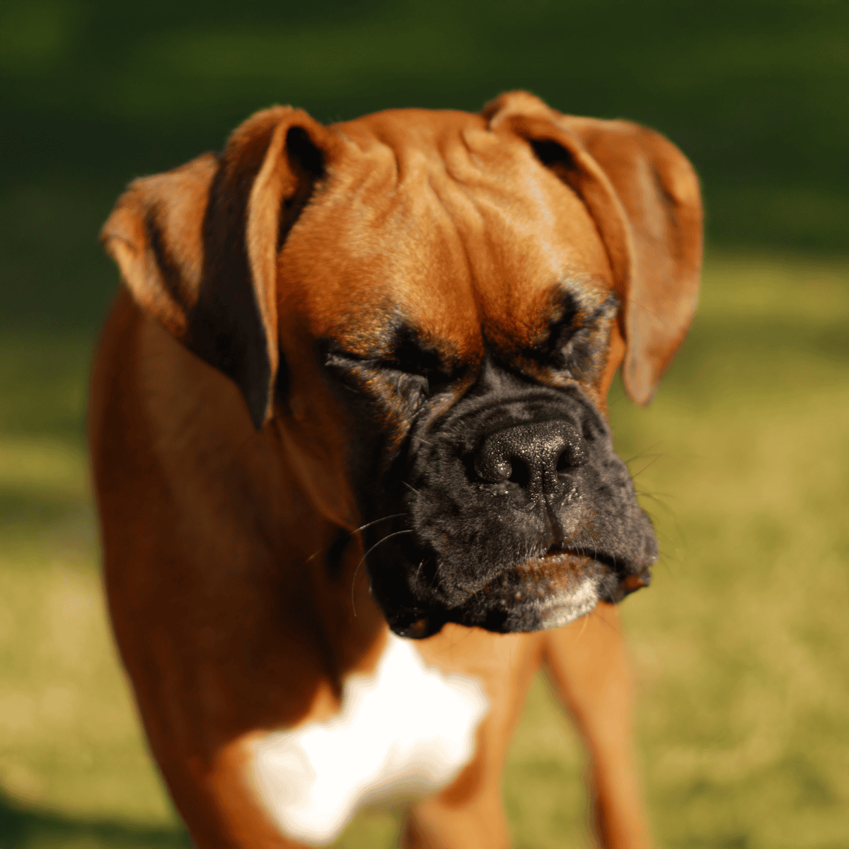 Close-up of a brown Boxer dog with a calm, soulful expression outdoors. Perfect for pet care and dog health content.