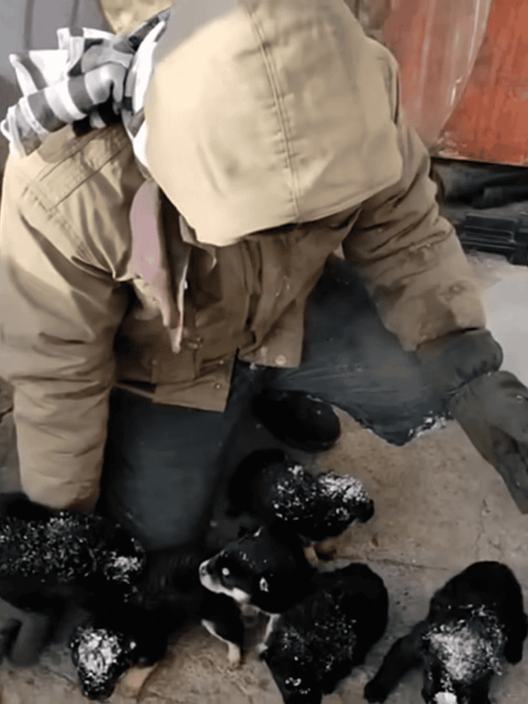 Adorable puppies playing in the snow, rescued and cared for by Dogfix animal rescue organization.