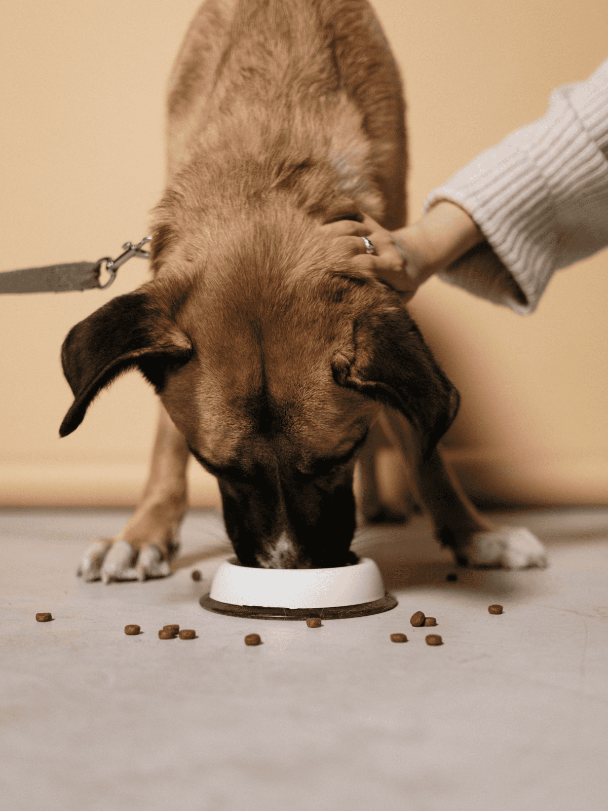 Adorable dog enjoying a meal in a modern home setting.