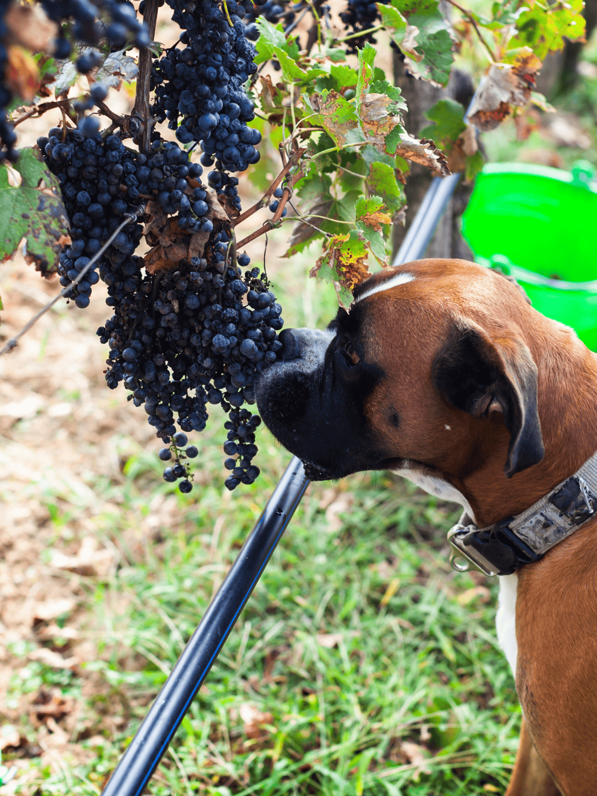 Dog exploring vineyard, tasting grapes, outdoor scene for pet-friendly comments.