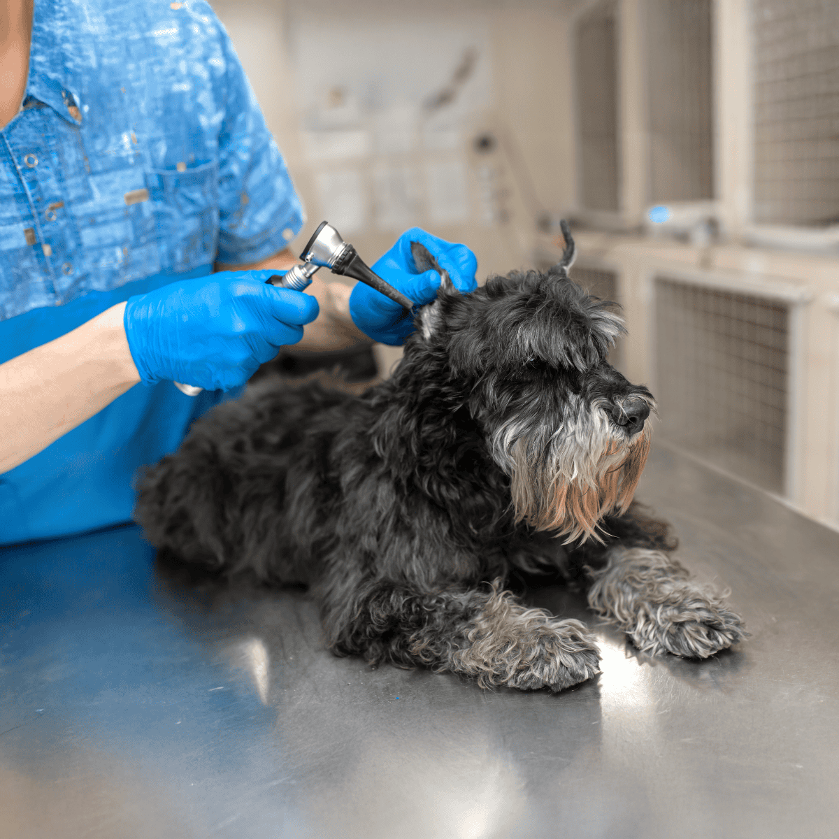 Dog grooming, grooming salon, pet grooming, professional dog groomer.