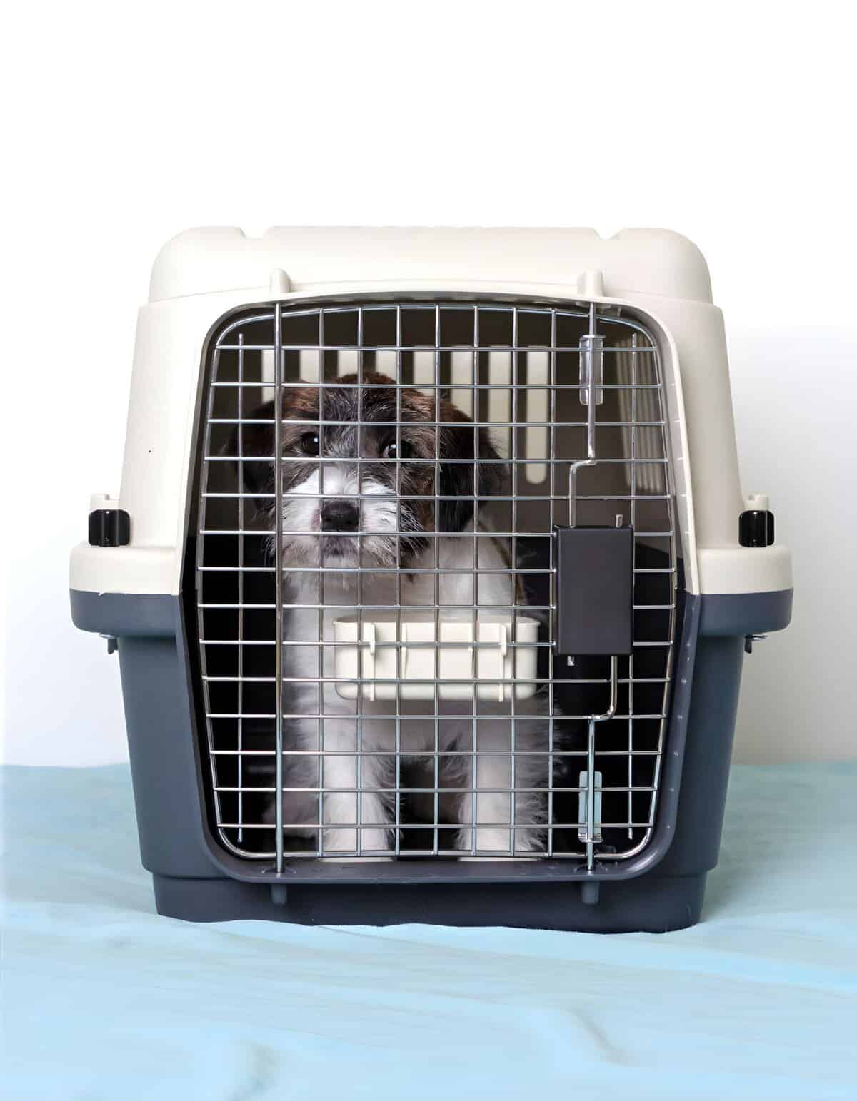 A small cat sits inside a pet carrier with a metal door, ready for travel or vet visit. Perfect for transporting small pets safely.