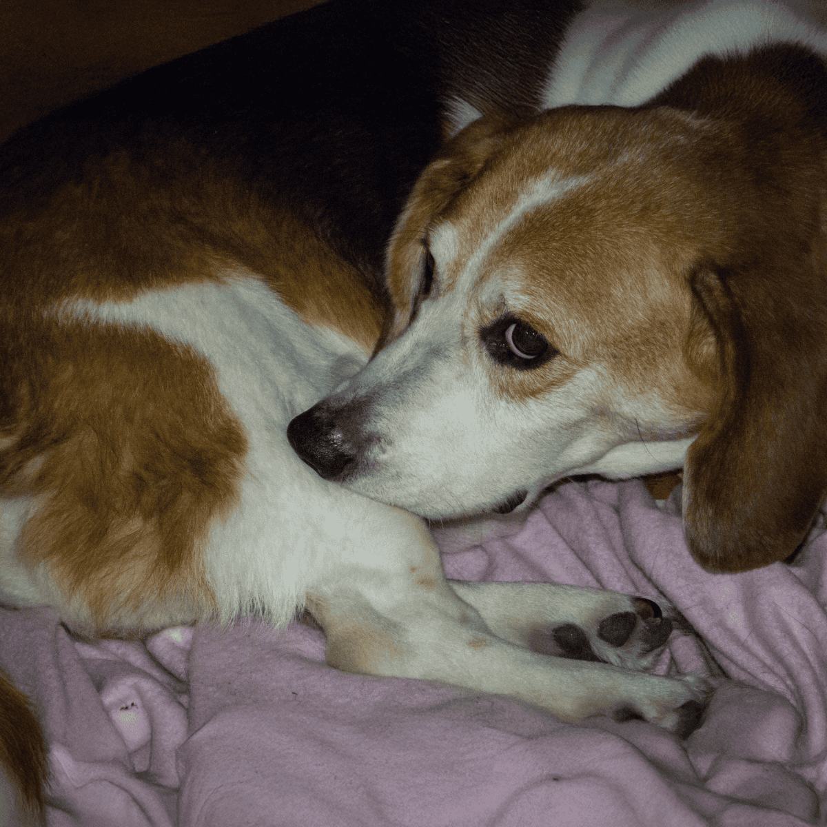 Loving dog cuddle, showing comfort and companionship between two dogs, cozy pet love photo.