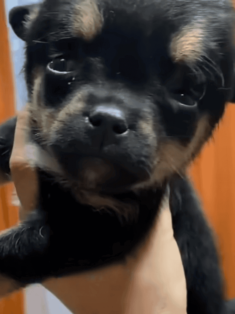 Adorable black and tan puppy with soulful eyes, perfect for pet adoption and canine care.
