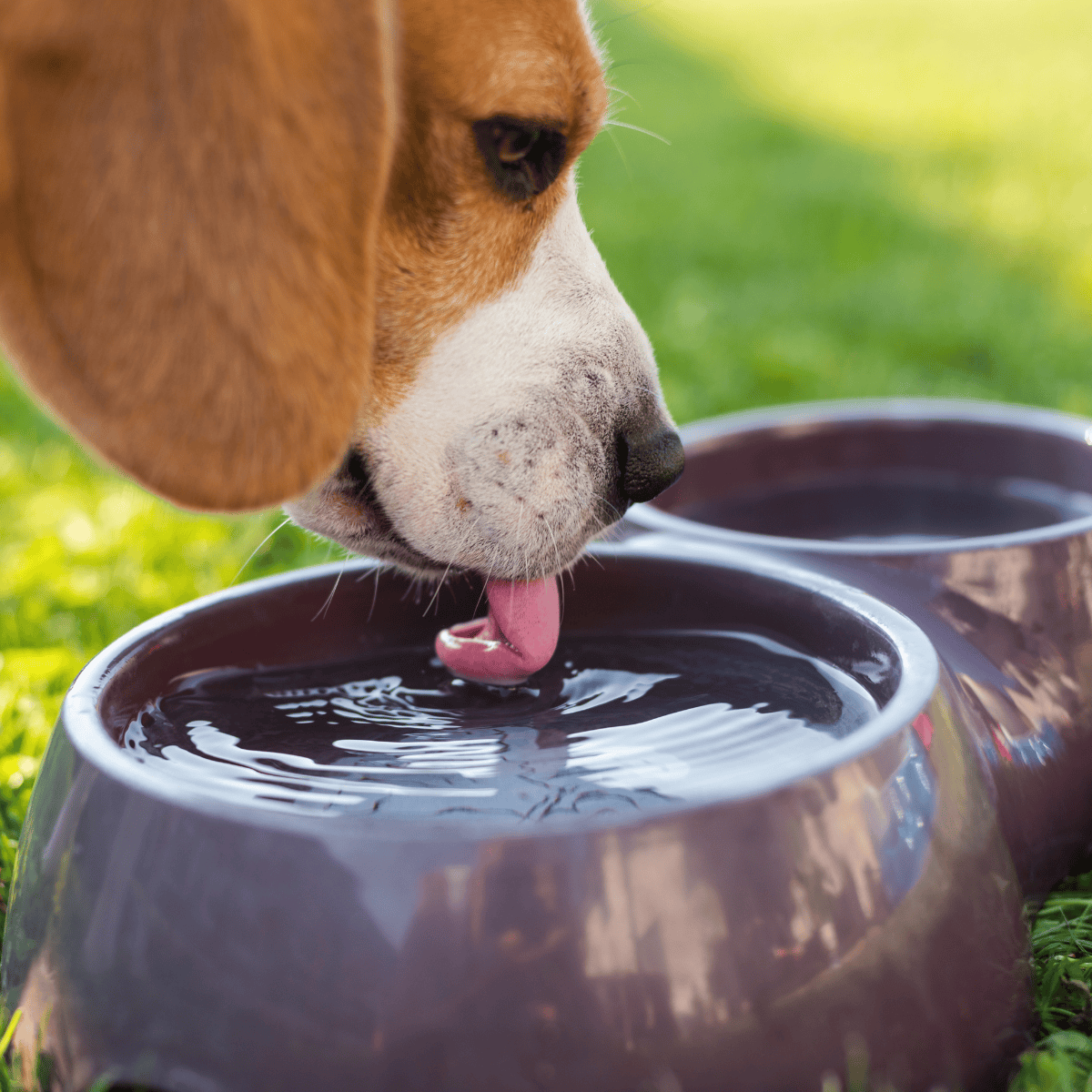 Dog drinking water from a bowl in the garden for hydration and health.