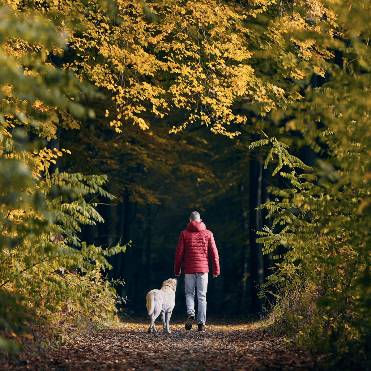 Man walking dog in autumn forest trail. Pet care and outdoor activity with dogs.